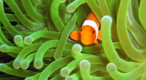 Maintaining Healthy Fish and Plants: A Guide to Testing Your Aquarium Water.