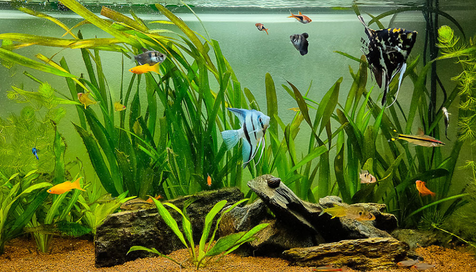 Aquascaping: The Art and Science of Aquariums