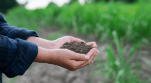 Growing in Spring: Data vs. Tradition with a Focus on Soil Testing