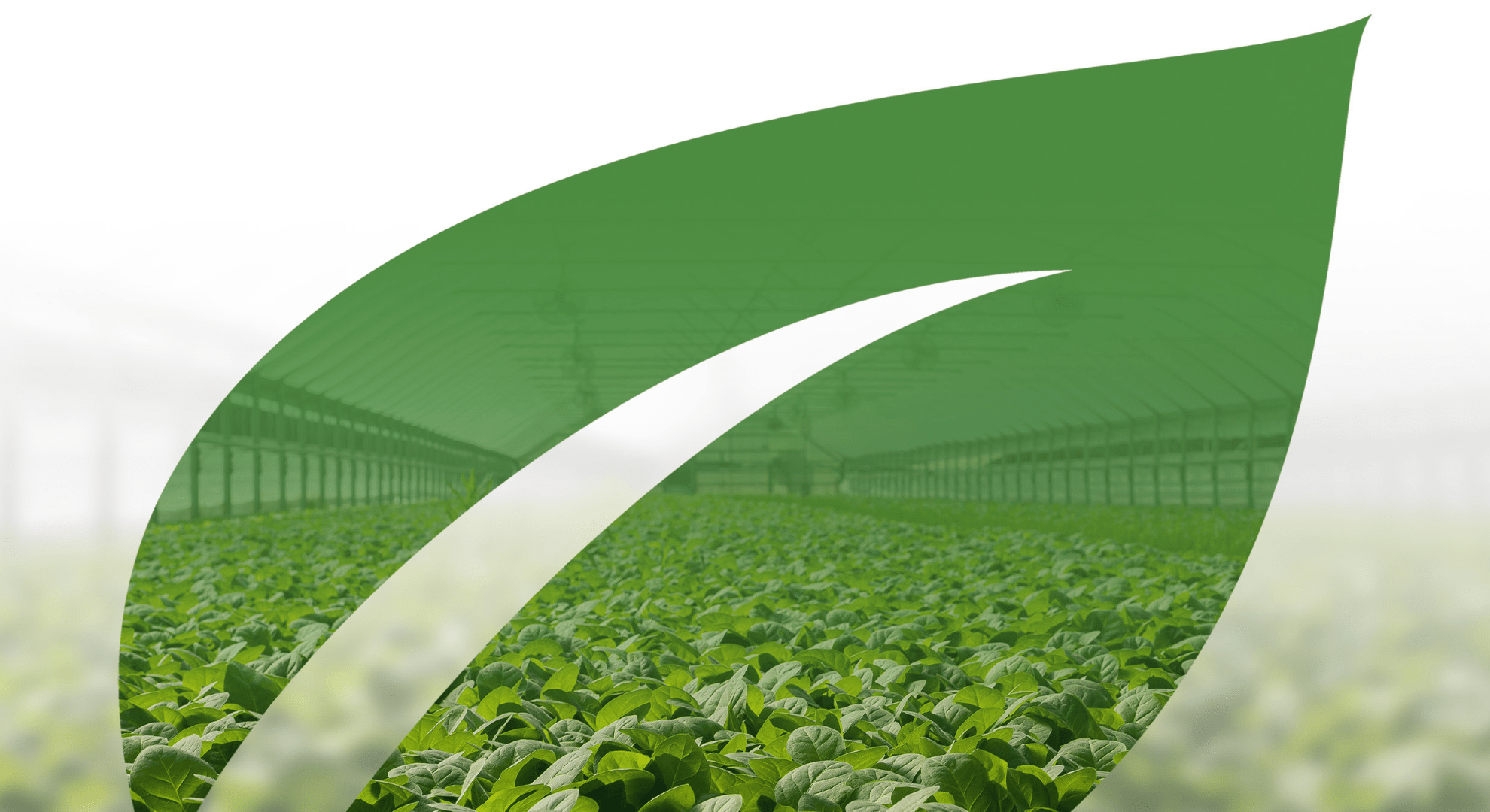 Why pH and EC Testing Is Critical for Crop Health in Australian Agriculture